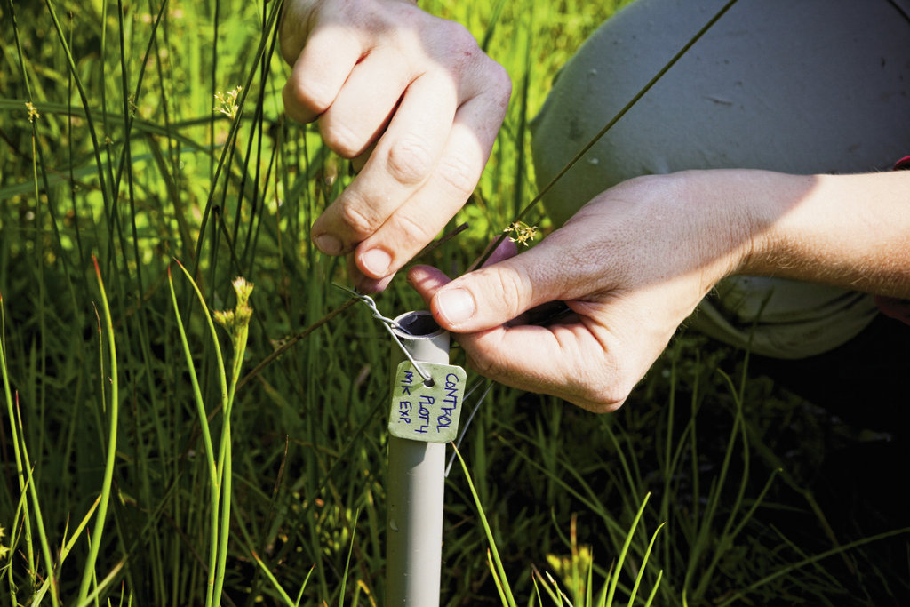 A marker denotes a control plot that is part of an experiment to eradicate the invasive marsh dewflower.