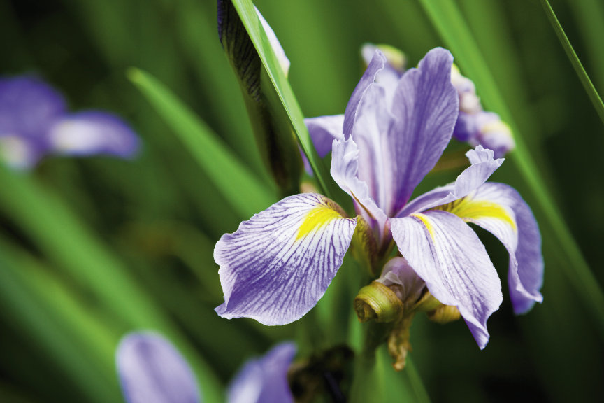 Southern Blue Flag Iris (Iris Virginica)