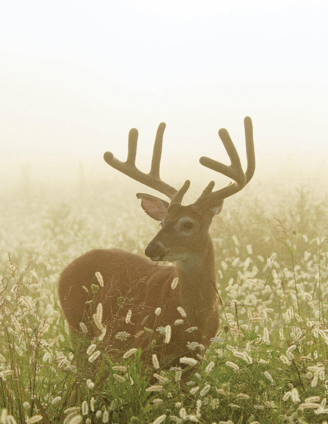 Golden Son; Dawn is the best time to spot white-tailed deer.