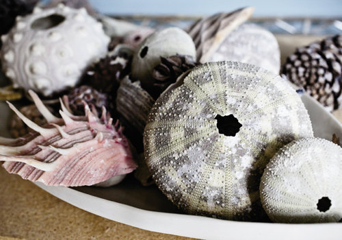 Natural objects such as sea urchins and coral inspire Knight’s scalloped bowls and wall tiles. Left, glazed pears