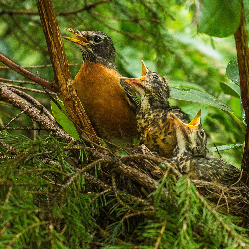 Honorable Mention: Robin Family Nest by Mitzi Gellman (Amateur category)