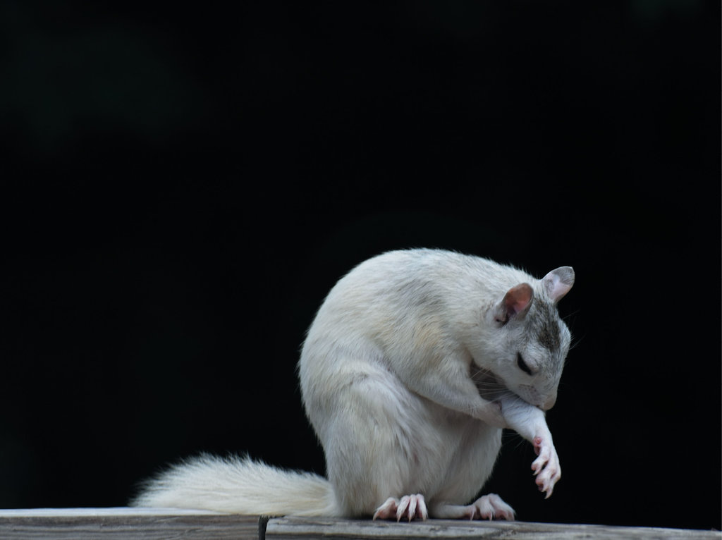 FINALIST - TIME TO GROOM - Ward Seguin - The unusual white squirrel can be found in very few pockets in the United States, including in Henderson County, where Seguin snapped this pic with his Nikon D5500.  Amateur category