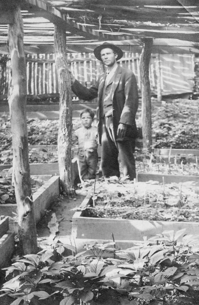 A Haywood County farmer with his ginseng crop.