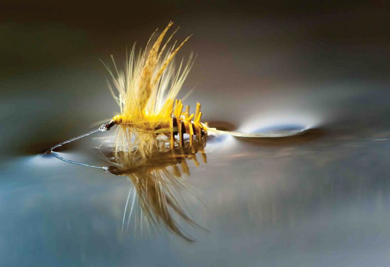 Dry flies, such as the Yeller Hammer and its modifications—patterns originating in the mountains of North Carolina and an art form in itself—provide an irresistible imitation