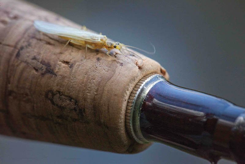 Yellow Stoneflies provide an abundant and consistent food source for eager trout.