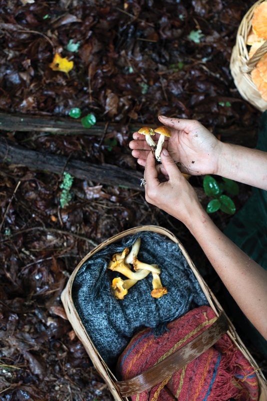 Dechiara holds Leccinum longicurvipes, also known as a blue curve footed bolete. Chanterelles wait in the basket.