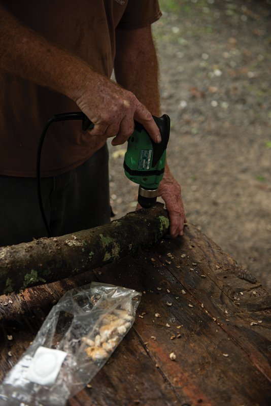 After collecting logs and letting them rest for a few weeks, drill your holes.