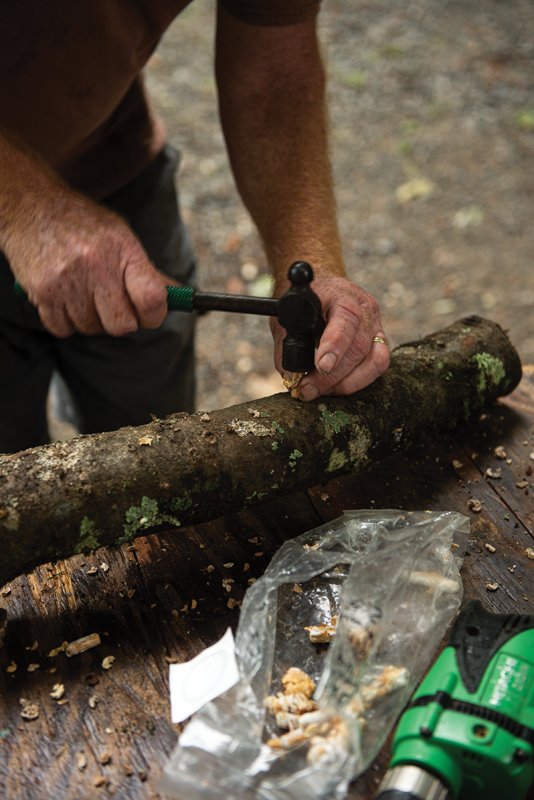 Hammer the mushroom spawn from your kit into the hole you drilled.