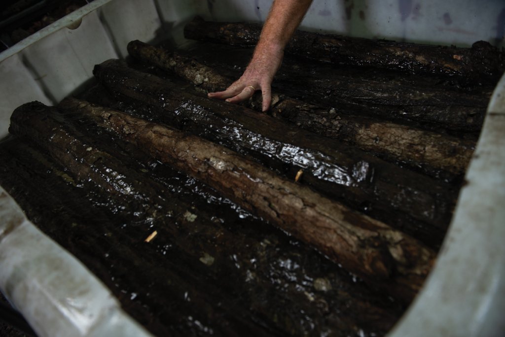 Soak your logs in water to encourage the fungi to sprout through the wood to be harvested.