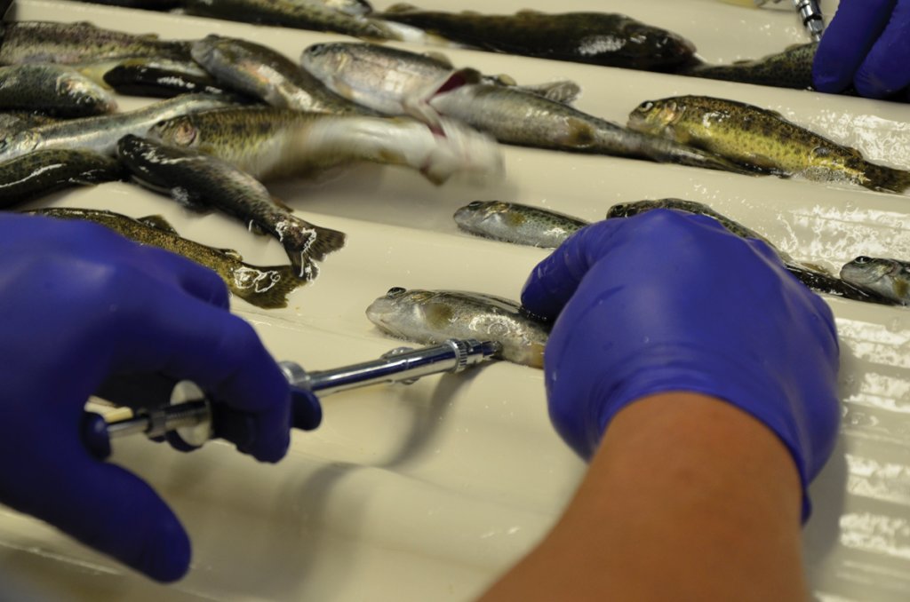 The fish are vaccinated in order to prevent outbreaks of disease on the farm.