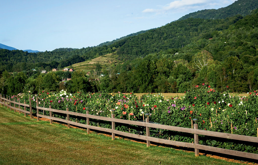 Leatherwood grows 1,100 dahlias on four-tenths of an acre in Maggie Valley and uses a drip irrigation system to ensure they receive plenty of water and nourishment.