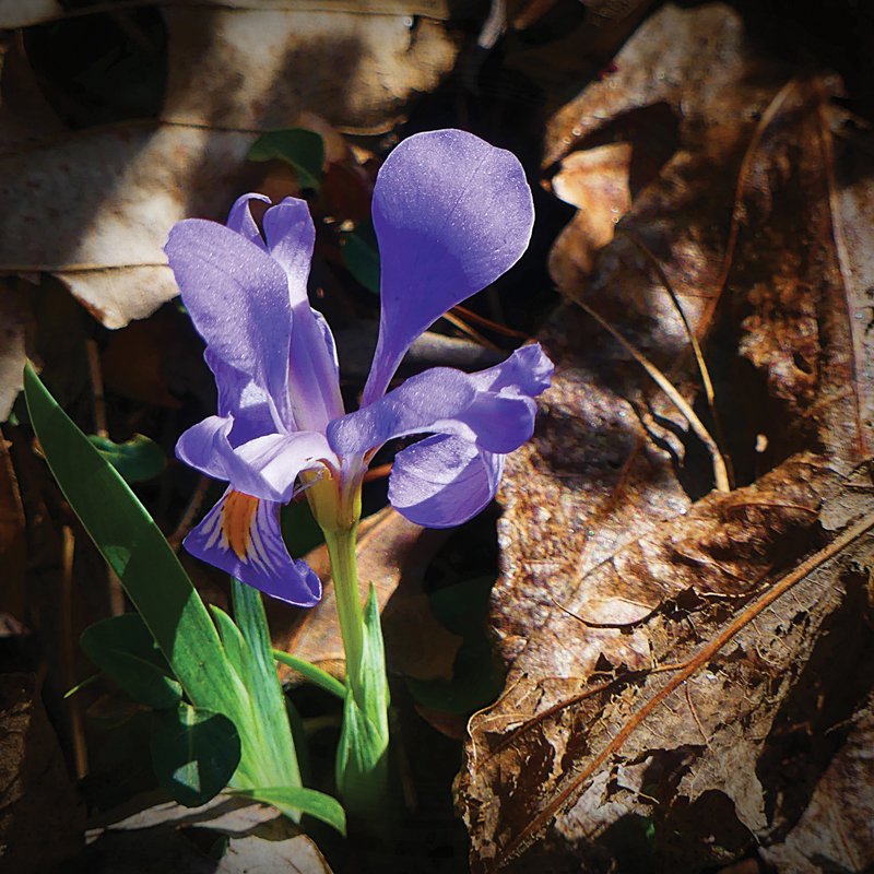 Purple iris.