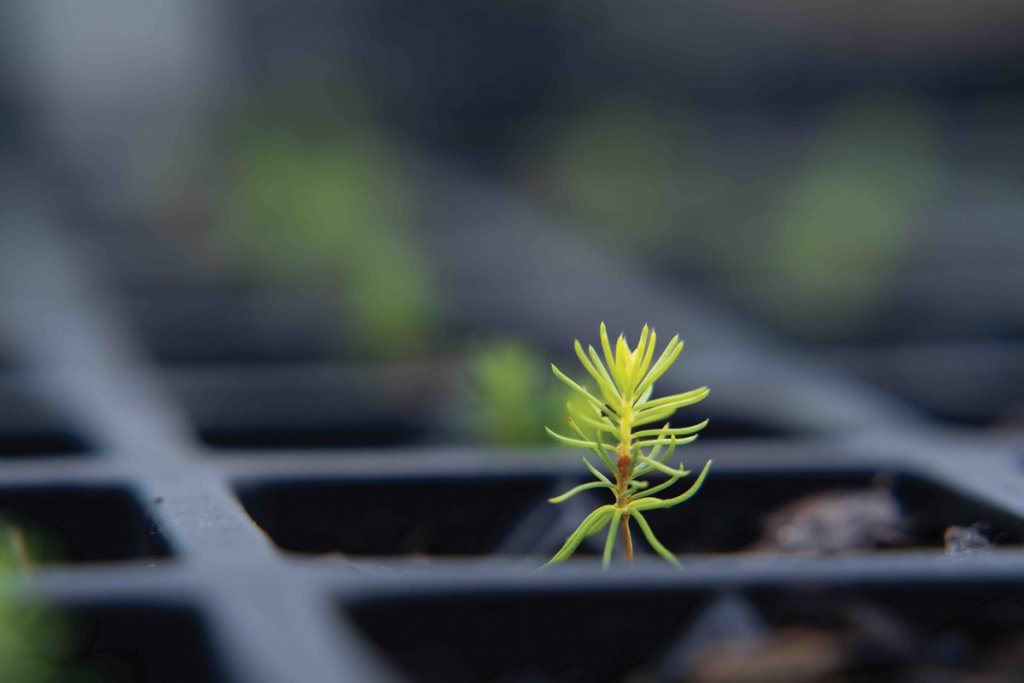 Young spruce sprout.