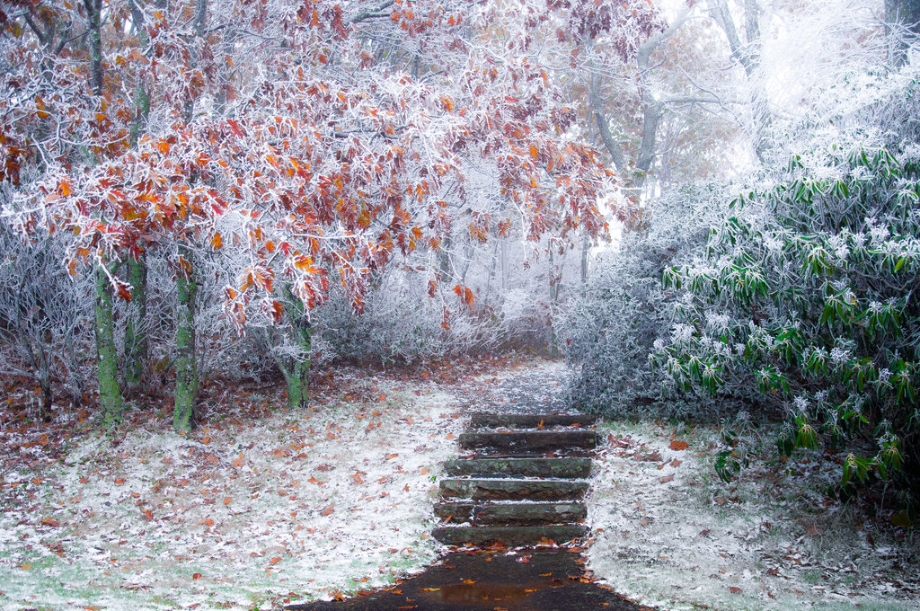 HONORABLE MENTION - FROSTED AUTUMN - Bistra Hristova - Frosted oaks and rhododendrons at Mt. Pisgah. Professional category