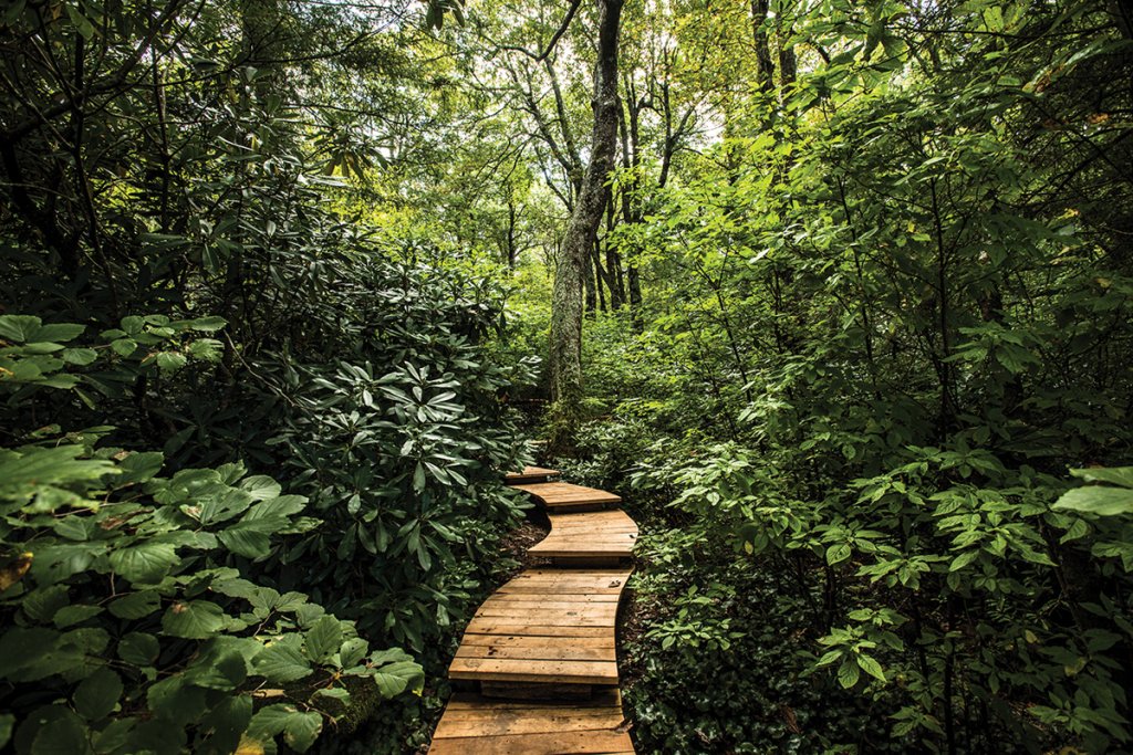 The 120-acre forest is filled with rare ecotones.