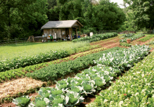Farming for donation is an idea that is thriving in WNC. For years, The Lord’s Acre in Fairview (above) has been donating organic vegetables to local charities, and a second Fields of Hope recently opened in Candler.