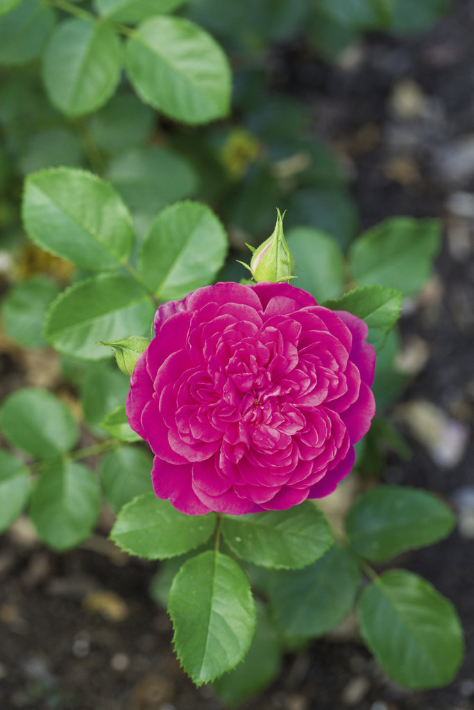 Bee Happy Sustainably grown roses will attract pollinators to your garden.