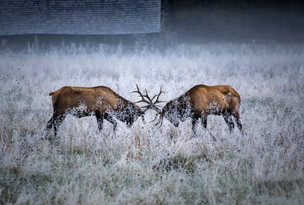 Duel of Oconaluftee - Michael Drake Two bull elks spar in the frozen tundras of Oconaluftee Valley in Great Smoky Mountains National Park.  {Amateur} @michael_drake_photography