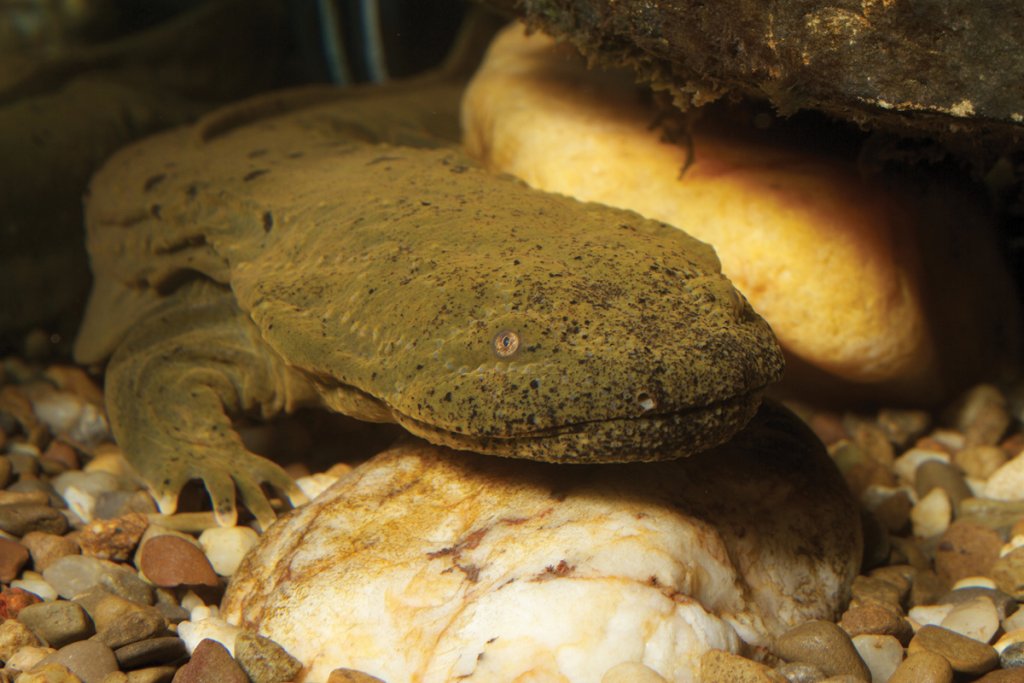 The Eastern hellbender are a few of the species that the coalition hopes will thrive with the expanded territory that will come with the river’s upcoming reconnection.