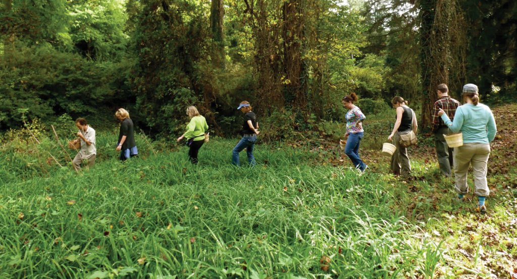 Alan Muskat leads tours in the greater Asheville area. Beginners and experts alike can travel with experts like Muskat, Dechiara, and Carter to learn about safe foraging practices. Working with a guide is the best way to ensure safety when foraging.