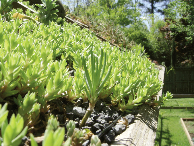 Drought-tolerant succulents, such as sedums and sempervivums, thrive on the shed roofs.
