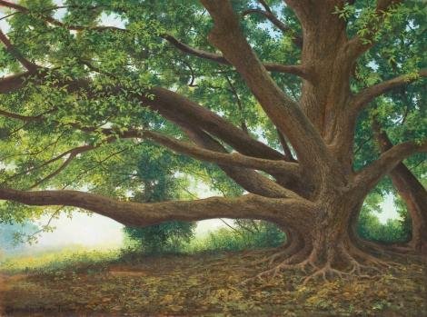 John Mac Kah, Swannanoa, The Grandmother Tree oil on canvas, 24&quot; x 18&quot;