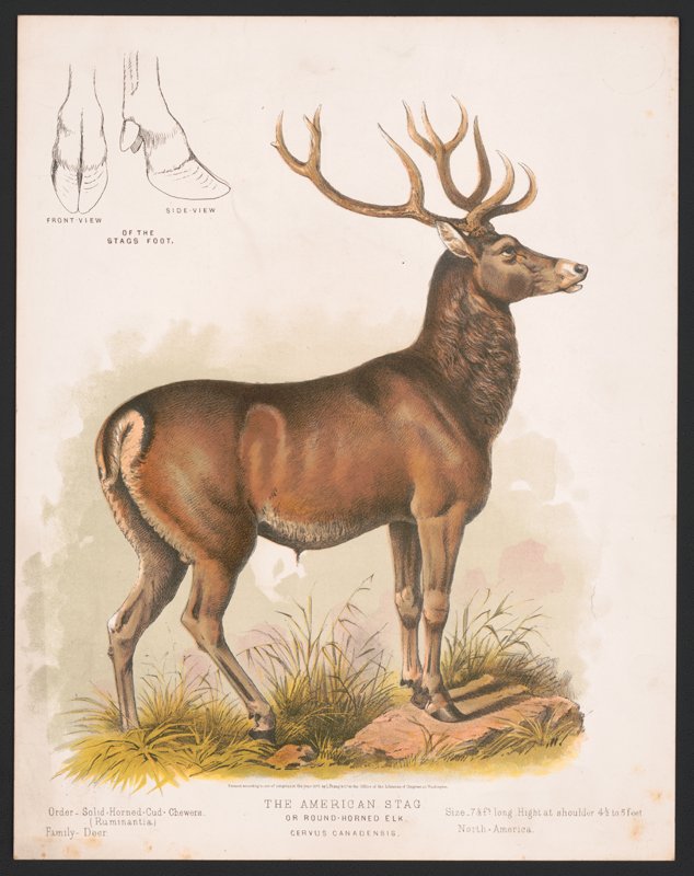 The round-horned elk, or Roosevelt’s elk (after Theodore) is related to the elk currently residing in our region.