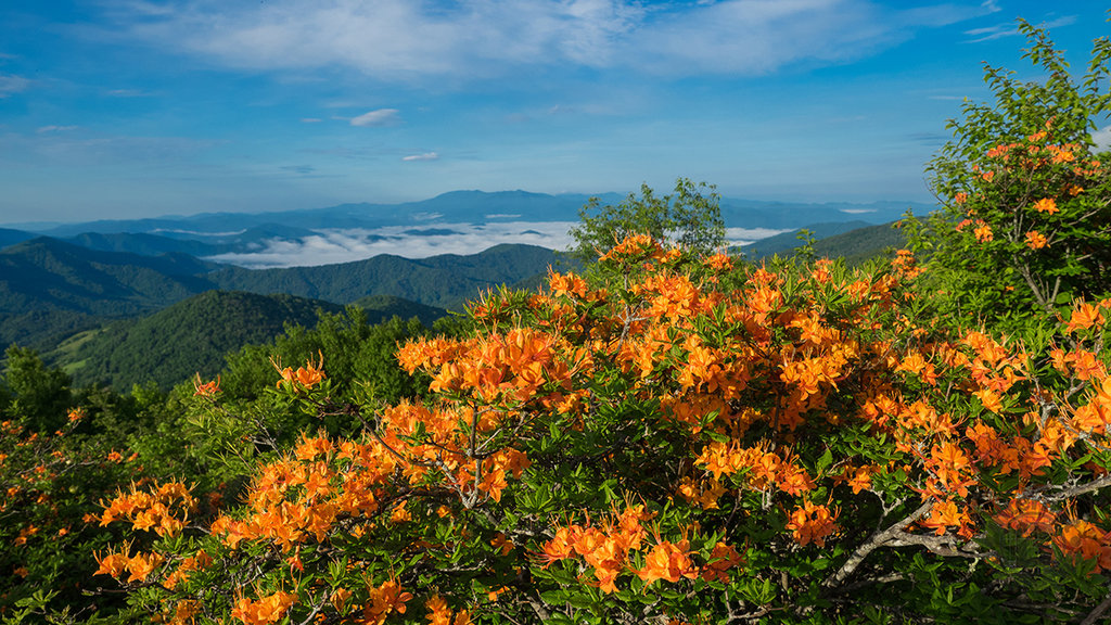 Honorable Mention: Azaleas and Mountains by Jeff Clark (Amateur category)