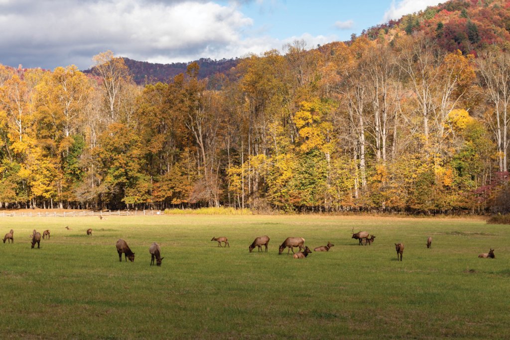 Cataloochie Valley (above) is one of the most popular spots to see elk since they’re commonly found roaming here.