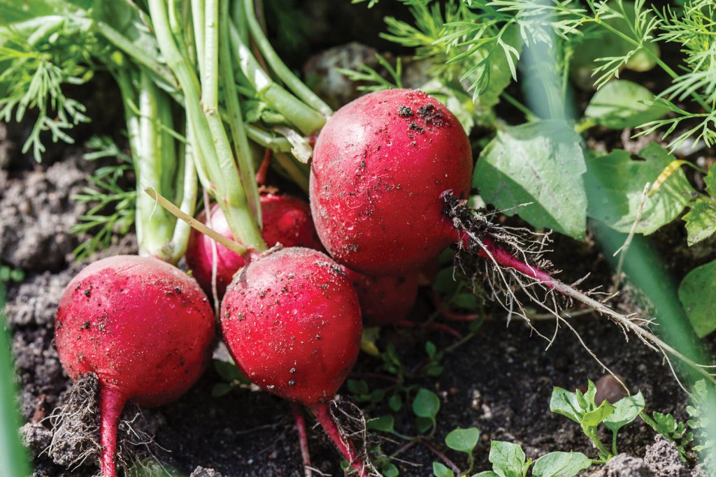 Radishes