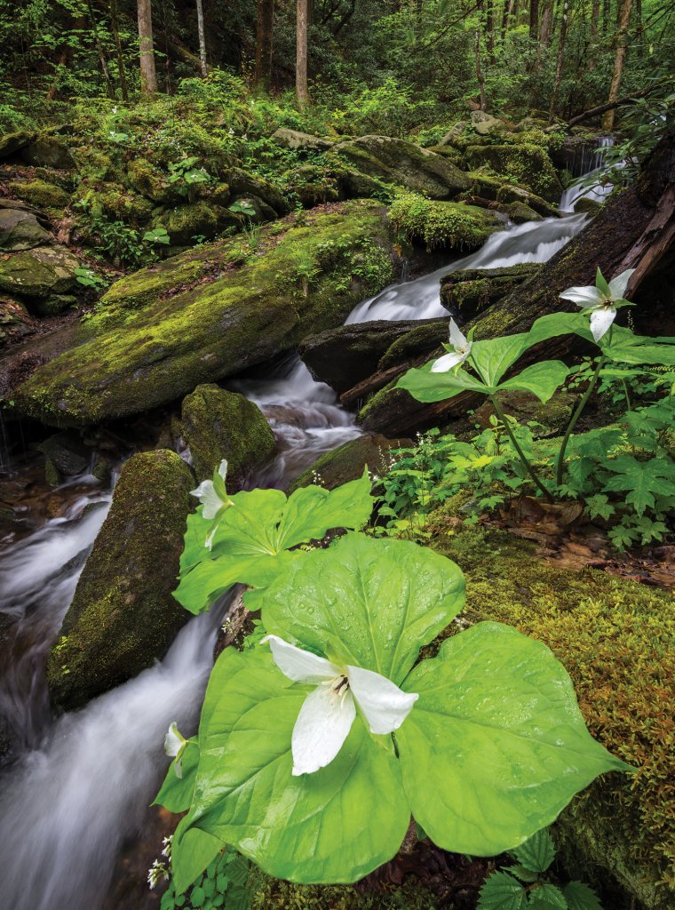 Trillium (T. grandiflorum) Blooming in Great Smoky Mountains National Park. Photo by Anthony Heflin