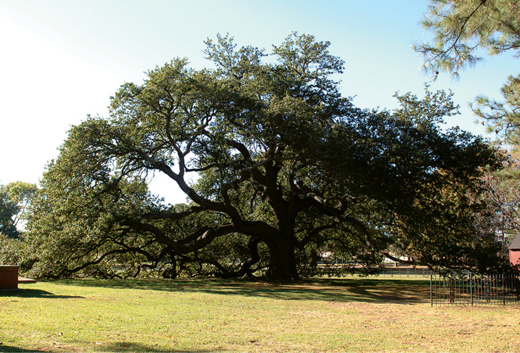 Hallowed Ground: The Emancipation Oak, where the famous proclamation was first read aloud in the South, is designated as one of the 10 Great Trees of the World by National Geographic Society.