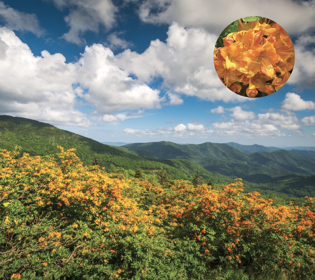 Flame Azalea (Rhododendron calendulaceum) Wild blooms along the Appalachian Trail on the border of Western North Carolina and Eastern Tennessee. Photo by Dave Allen; inset courtesy of NC State Parks