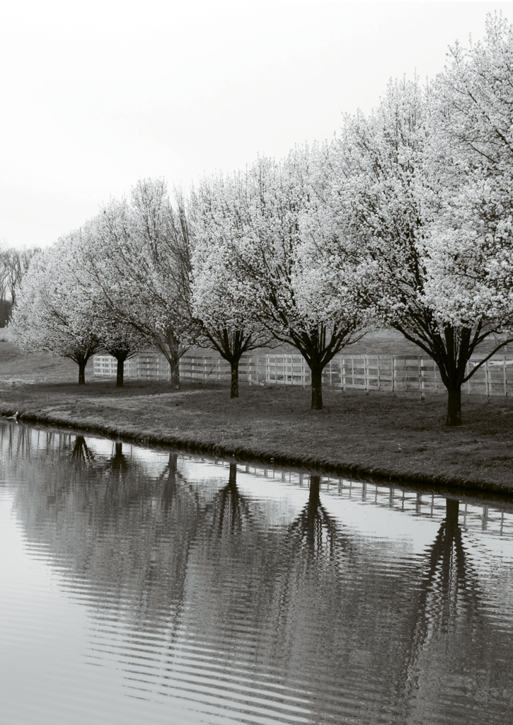 Paige Anderson, Blooming pear trees on a farm in Catawba County Amateur category