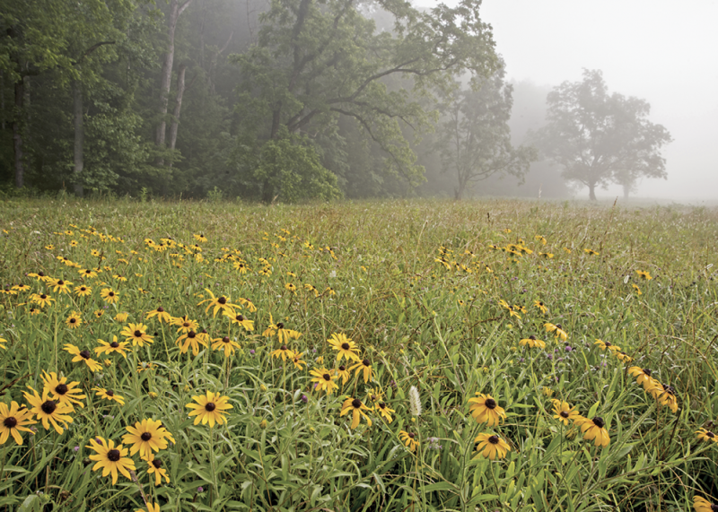 North Carolina Wildflower Week - North Carolina Botanical Garden